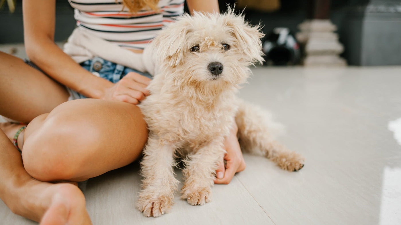 Dermatitis beim Hund: Arten, Ursachen und Behandlung