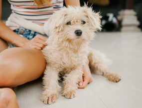 Dermatitis beim Hund: Arten, Ursachen und Behandlung