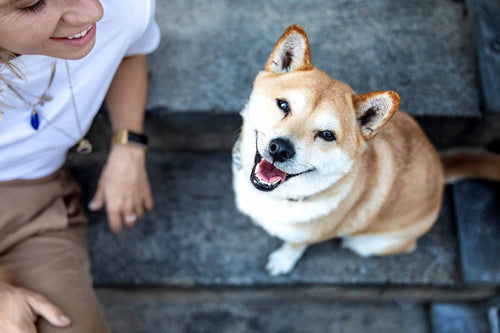 Die Körpersprache von Hunden richtig verstehen