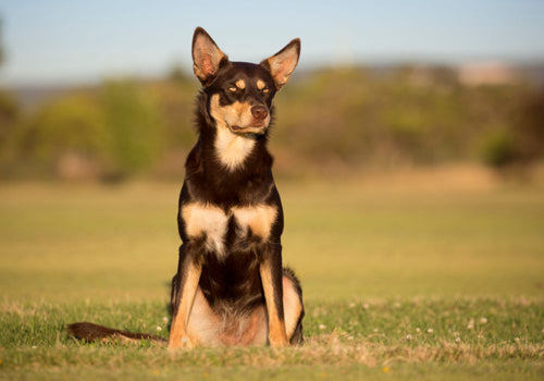 australian kelpie eine gesunde hunderasse