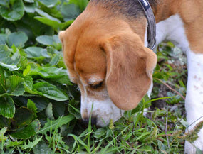 Hund frisst Kot im Gras