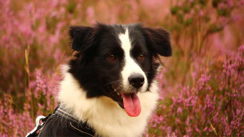 Glücklicher Hund behandelt mit ätherischen Ölen