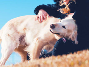 Hund wird gekrault und schüttelt sich