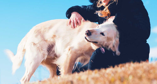 Hund wird gekrault und schüttelt sich