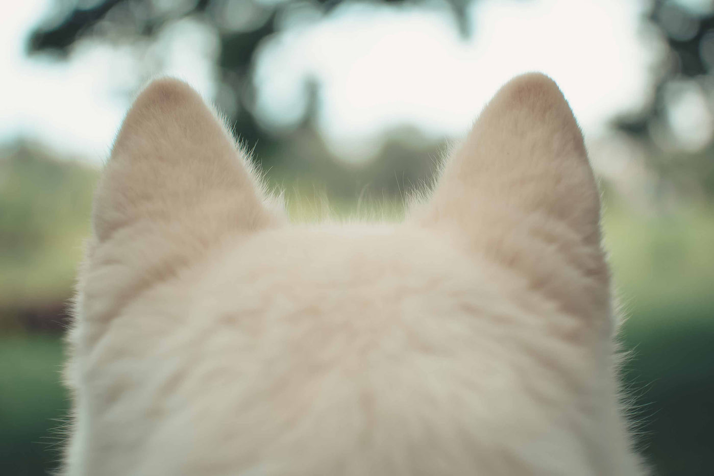 Hundeohren eines weißen Hundes