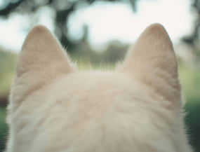 Hundeohren eines weißen Hundes