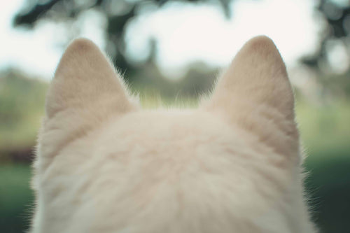 Hundeohren eines weißen Hundes