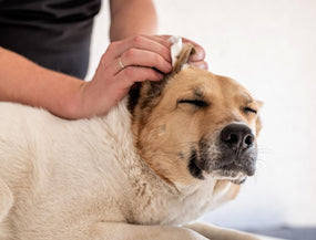 Hundeohren richtig reinigen: So klappt die Ohrenpflege Deiner Fellnase