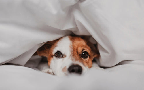 Hund liegt im Bett mit Decke über dem Kopf