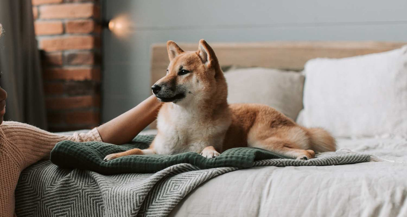 Hund wird mit Kokosöl einmassiert