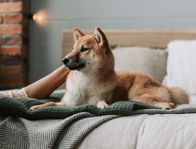 Hund wird mit Kokosöl einmassiert