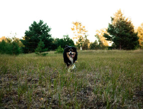 Milben beim Hund in der Natur