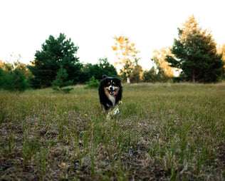Milben beim Hund in der Natur