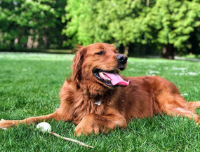 Grasmilben beim Hund: Retriever sitzt im Gras