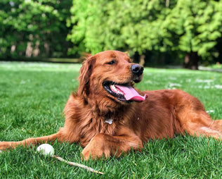 Grasmilben beim Hund: Retriever sitzt im Gras