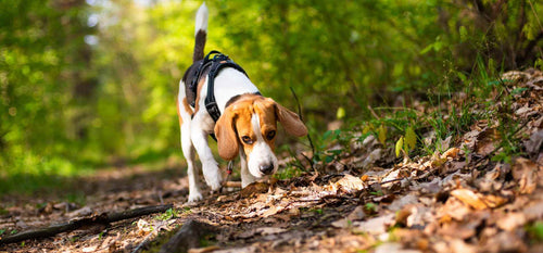 Blogbeitrag zum Thema Giftköder für Hunde