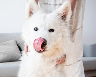 Beitrag zum Thema Mundgeruch beim Hund