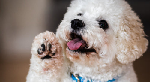 Hund leckt seine Pfoten: Mögliche Ursachen und Tipps zur Behandlung