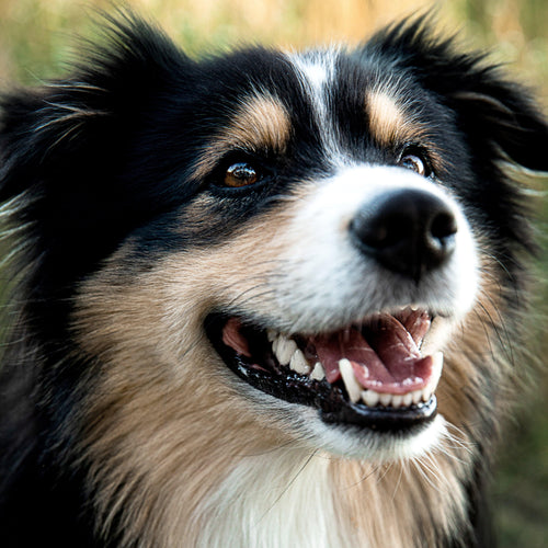 Zähne putzen beim Hund - mammaly