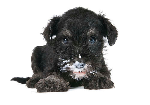 hund joghurt