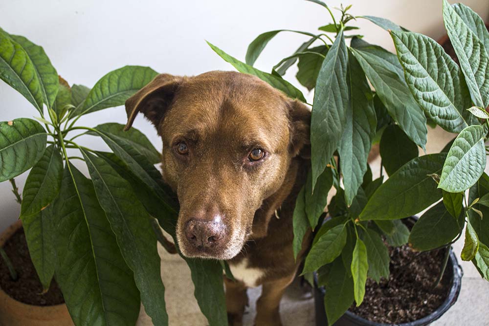 Dürfen Hunde Avocado essen?