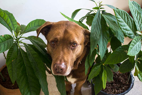 hund avocado
