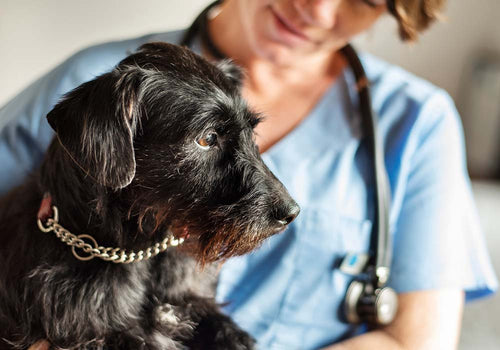 Hund hat Verstopfung beim Tierarzt