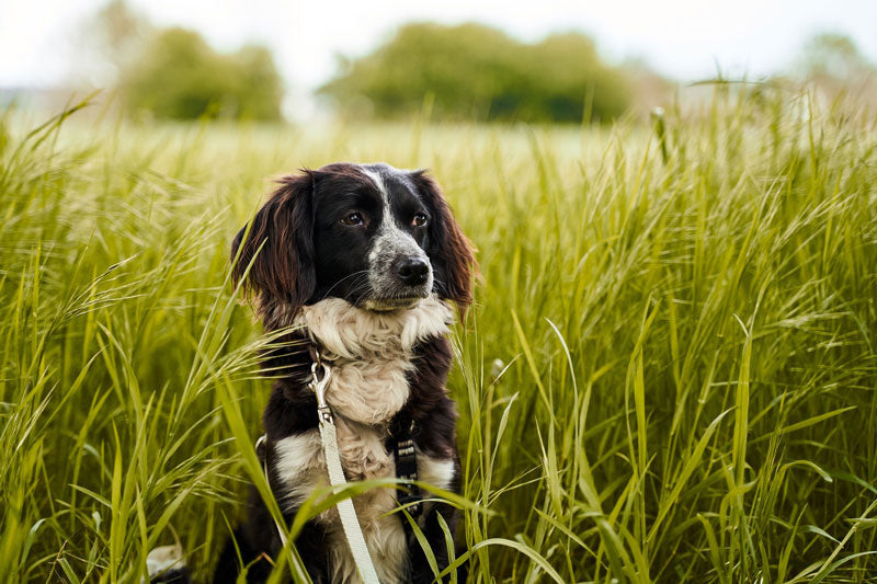 Hund sitzt in einem Feld