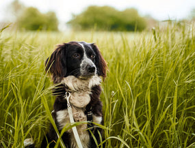 Hund sitzt in einem Feld