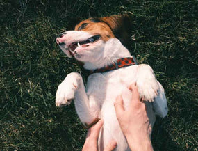 Hund hat Blähungen und liegt auf dem Rücken