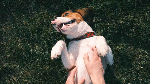 Hund hat Blähungen und liegt auf dem Rücken