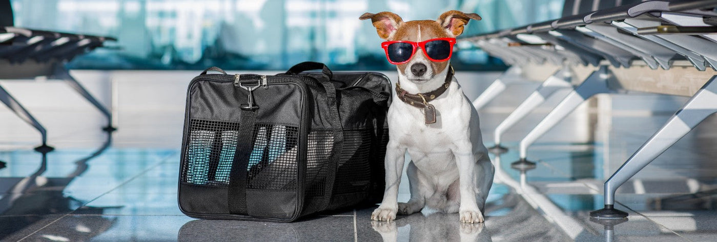 Hund im Flughafen