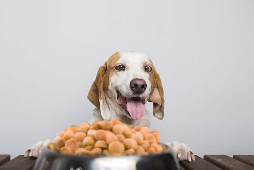 hund macadamia nuesse