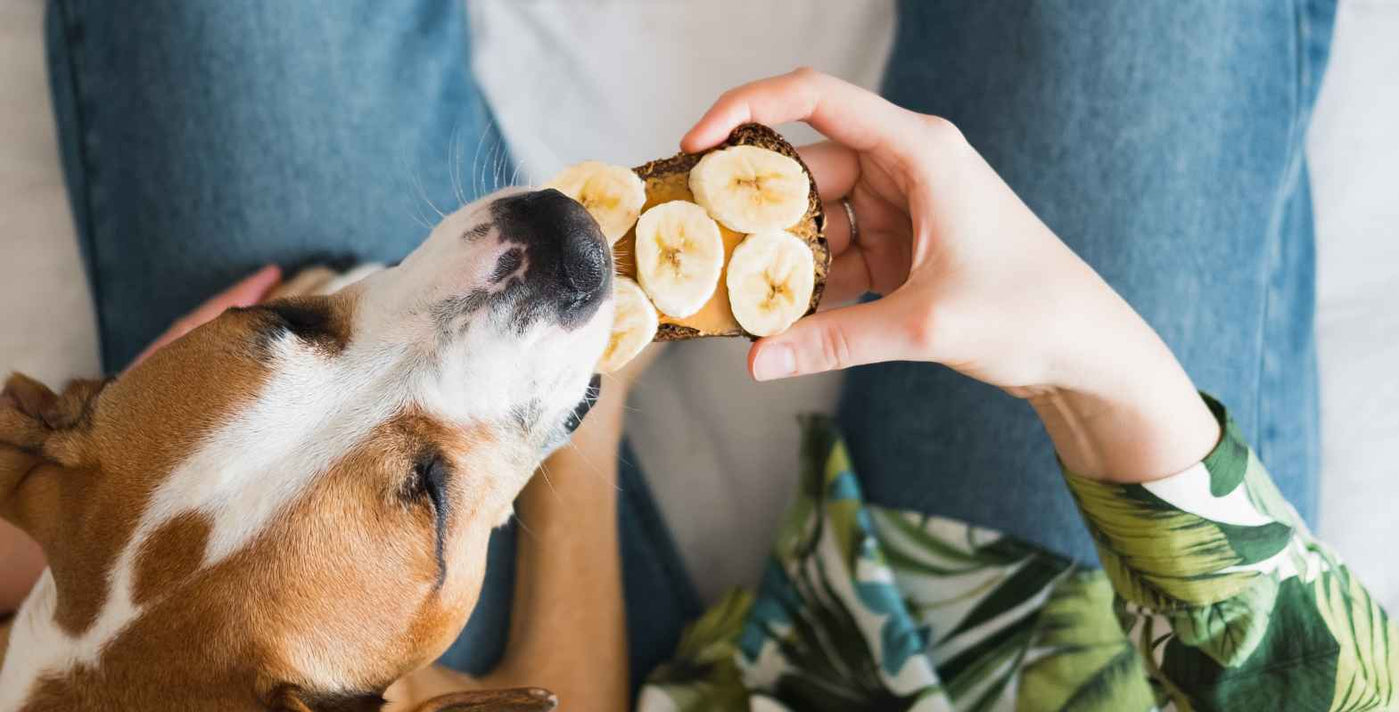 Hund mit Bananen