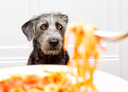 hund mit nudeln