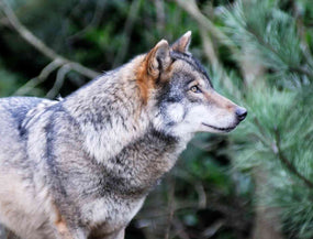 Beitragsbild zum Thema Hund oder Wolf