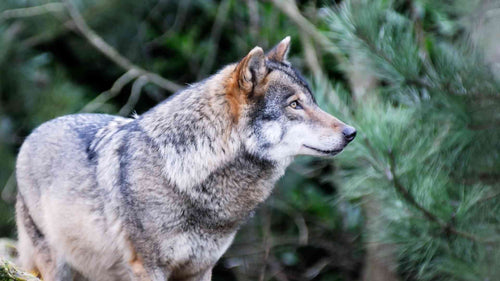Beitragsbild zum Thema Hund oder Wolf