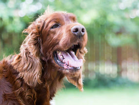Hund röchelt und hechelt