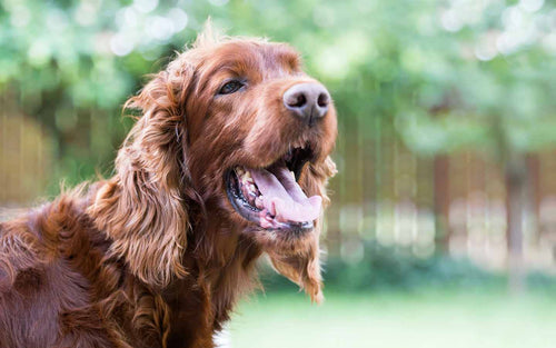 Hund röchelt und hechelt