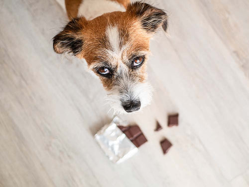 hund schokolade
