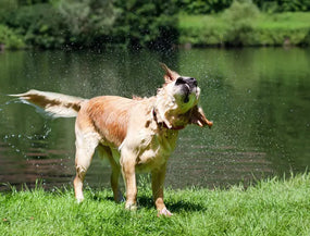Hund schüttelt ständig den Kopf? Was dahintersteckt – und was du tun kannst