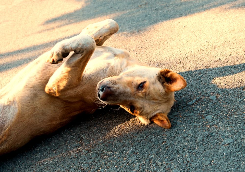 Hund stinkt und wälzt sich auf dem Boden
