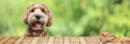 Hund Walnuss