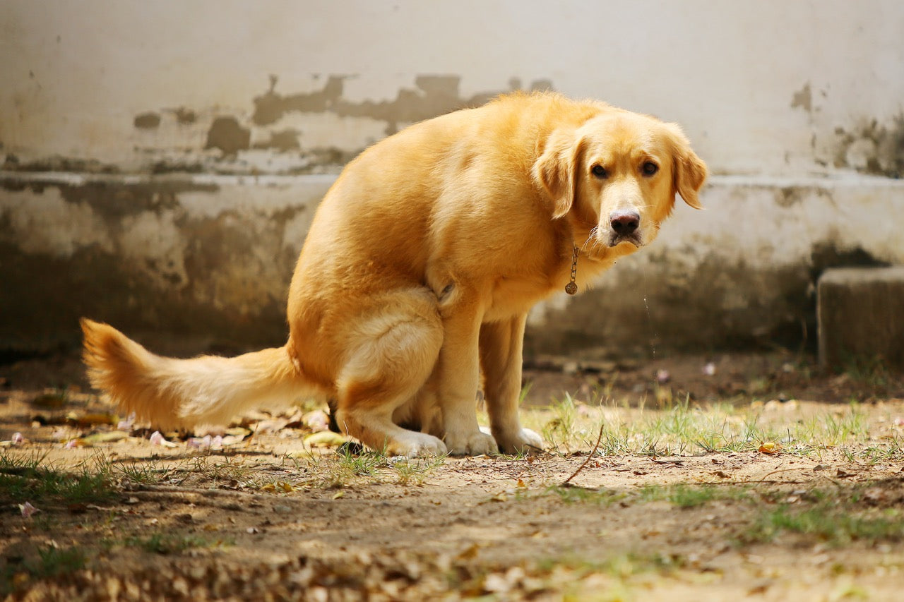 Hund macht Häufchen