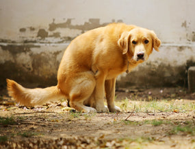Hund macht Häufchen