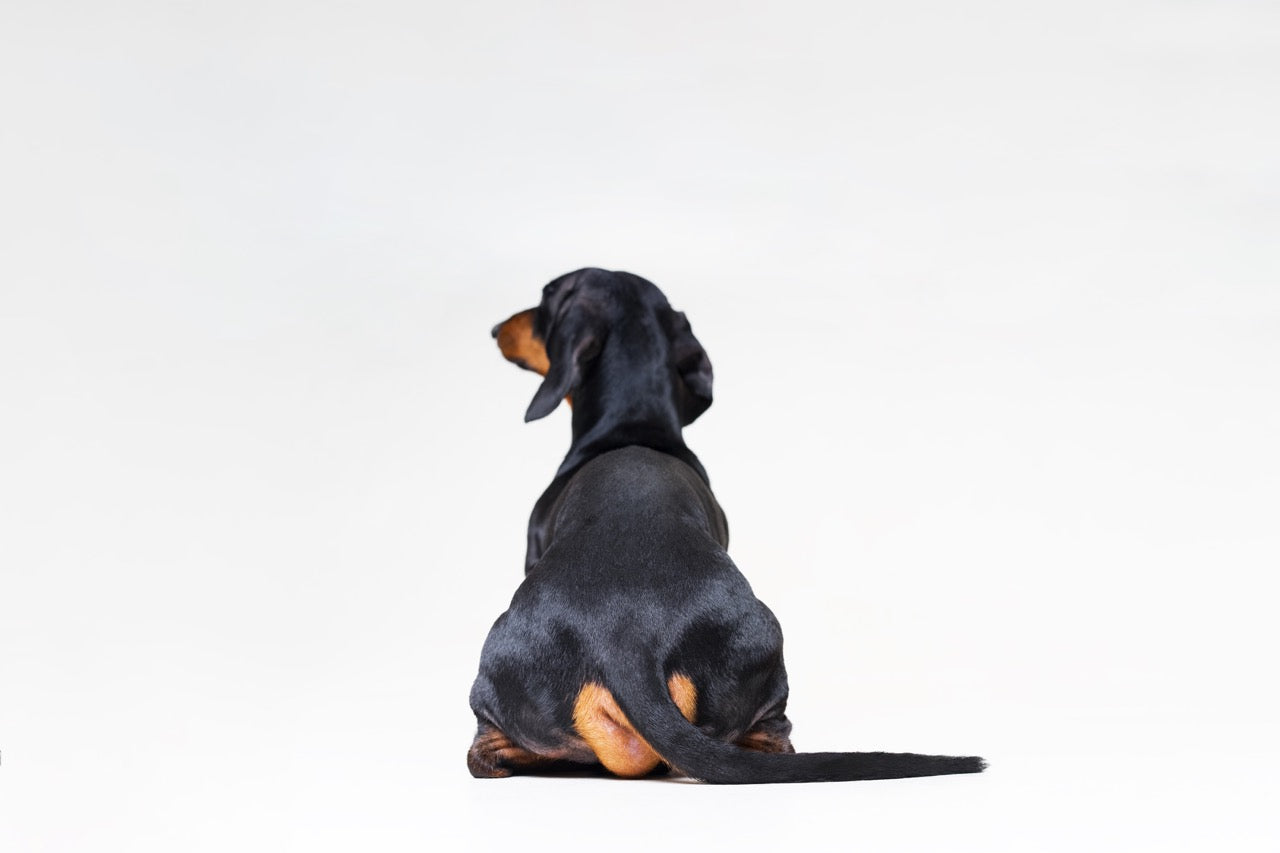 schwarzer kleiner Hund von hinten