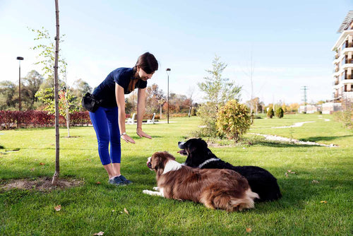 Hundetrainerin übt mit Hunden in der Hundeschule