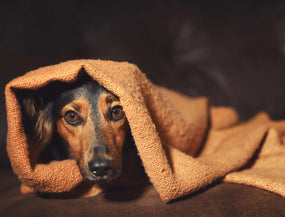 Hund versteckt sich vor Angst an Silvester
