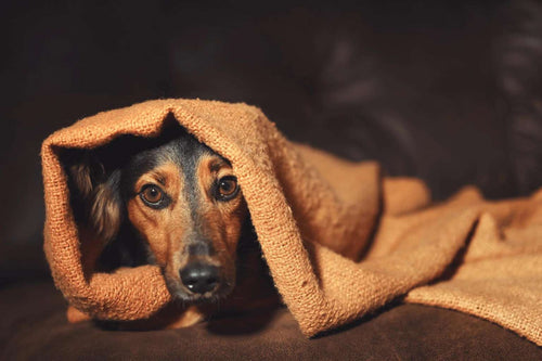 Hund versteckt sich vor Angst an Silvester