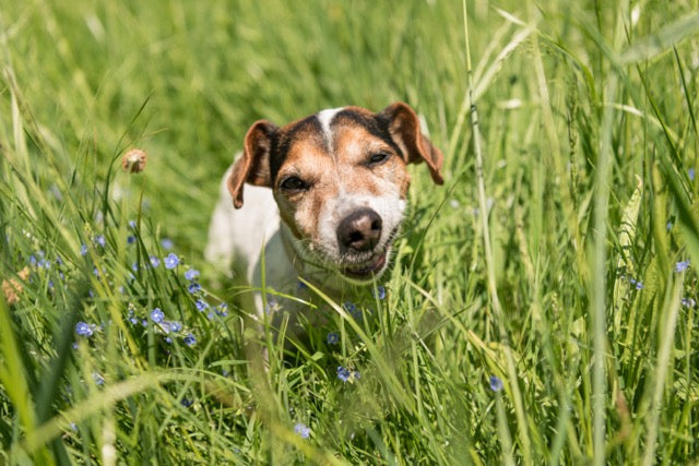 Sodbrennen beim Hund – Wenn der Magen sauer wird